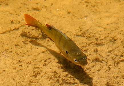[A fish swims toward the camera from left to right in the very clear shallow water. The sun, above the fish, casts a shadow on the bed of the pond just below and very slightly to the front of the fish. There is a red cast to the tail fin and the back end of the upper and lower fins on the back end of the body. There are three dark brown stripes from top to bottom of the fish. The black eye of the fish has a wide silver-white ring around it.]